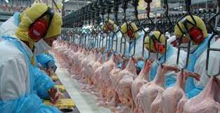 Exportação de frango cresce 21,3%. Receita supera US$ 730 M 