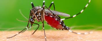 #Ficadica: você sabe o que é chikungunya?