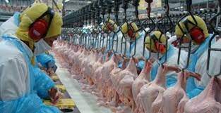 Chicken meat exports grow 21.3% with higher sales to China